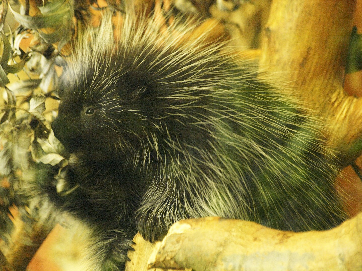 North American porcupine
