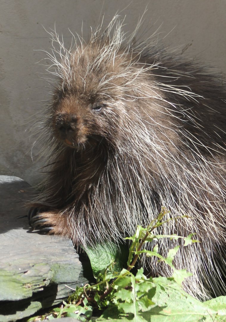 North american porcupine