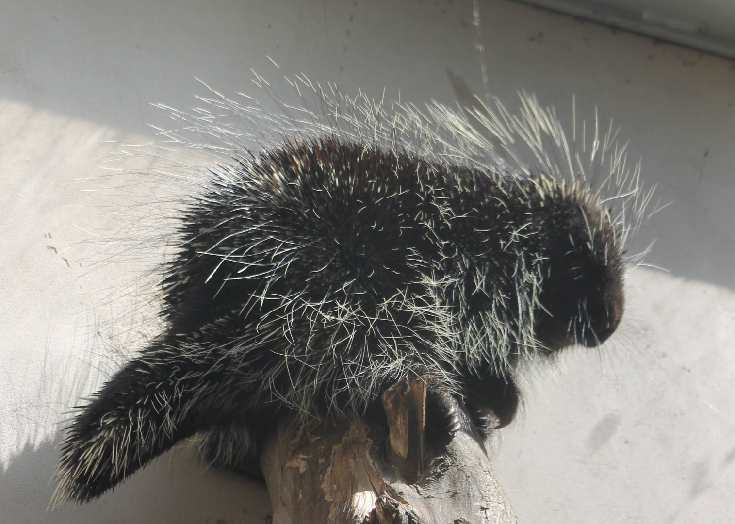 North american porcupine