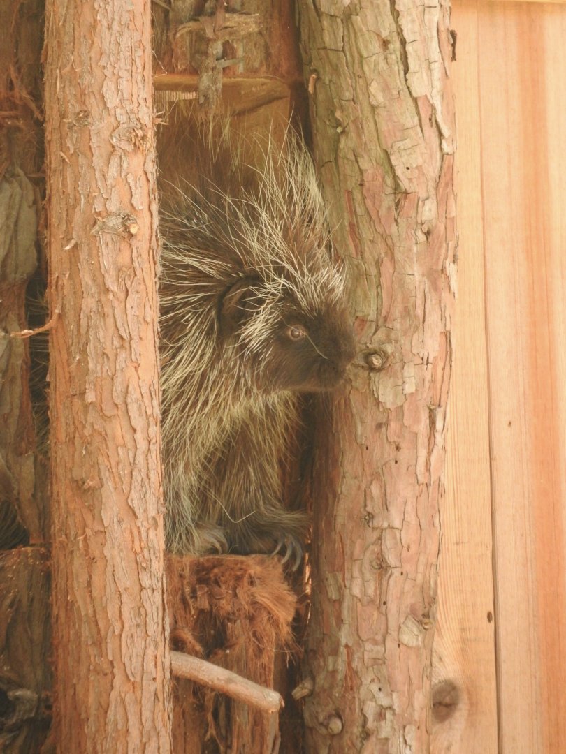 North American Porcupine