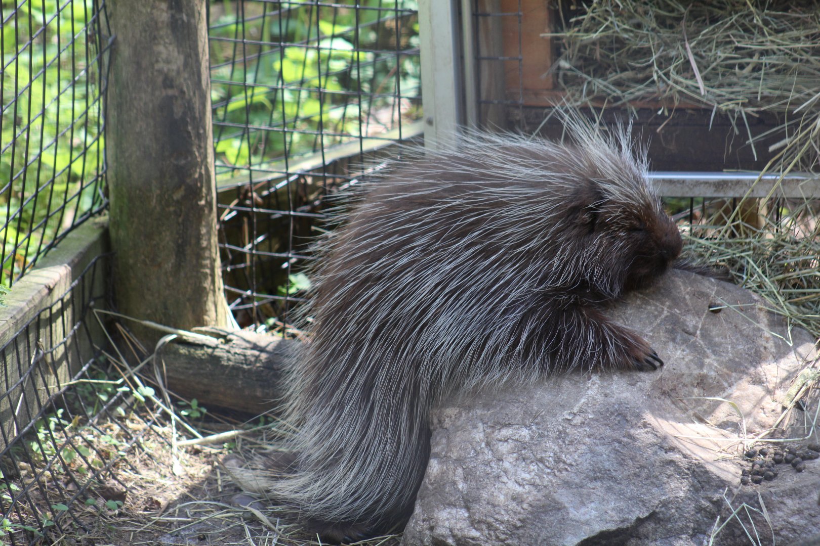 North American Porcupine