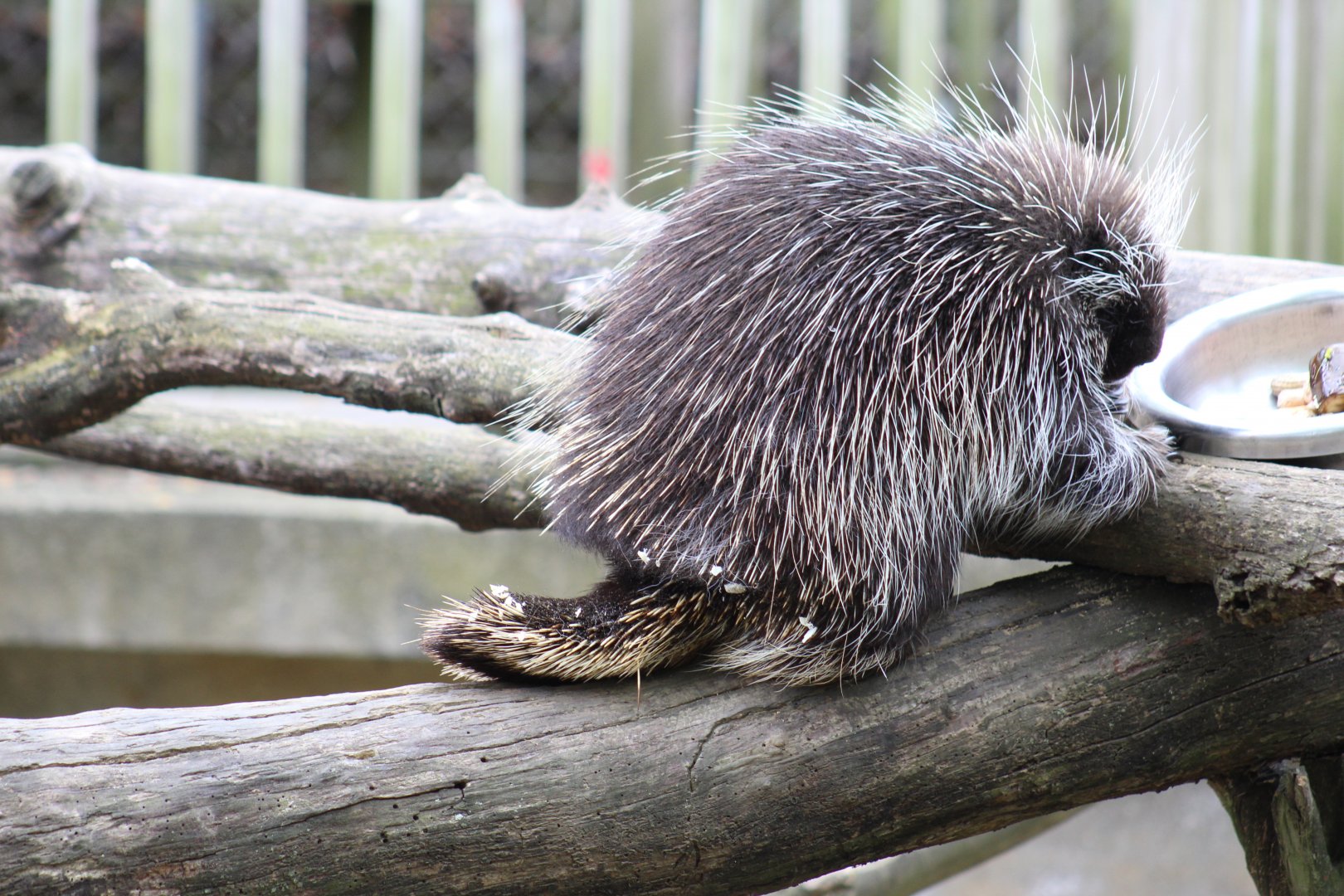 North American Porcupine