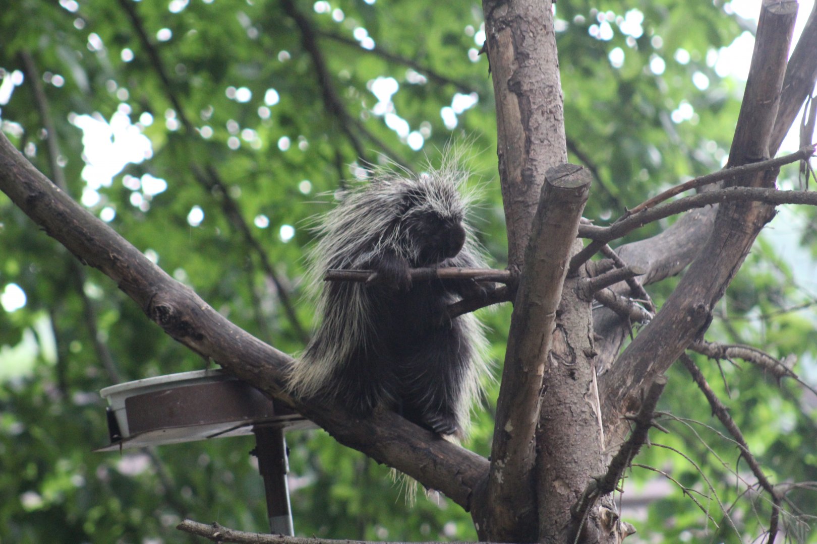 North American Porcupine