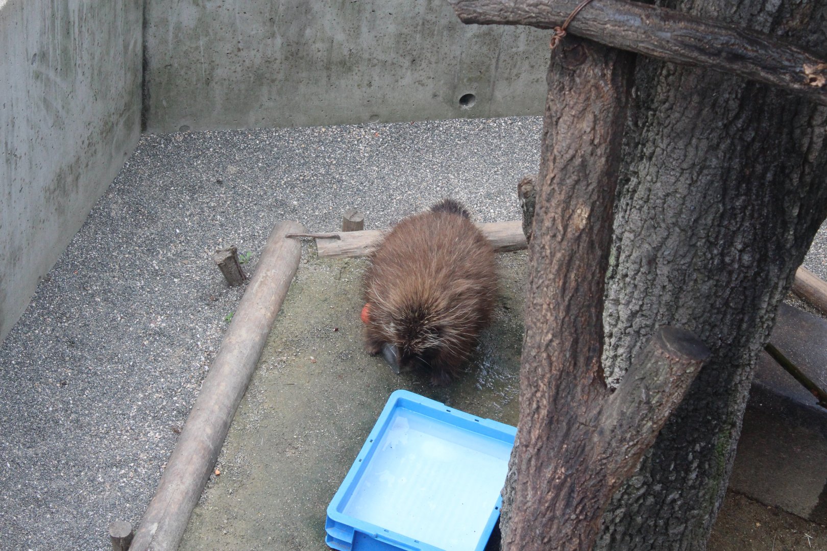 North american porcupine