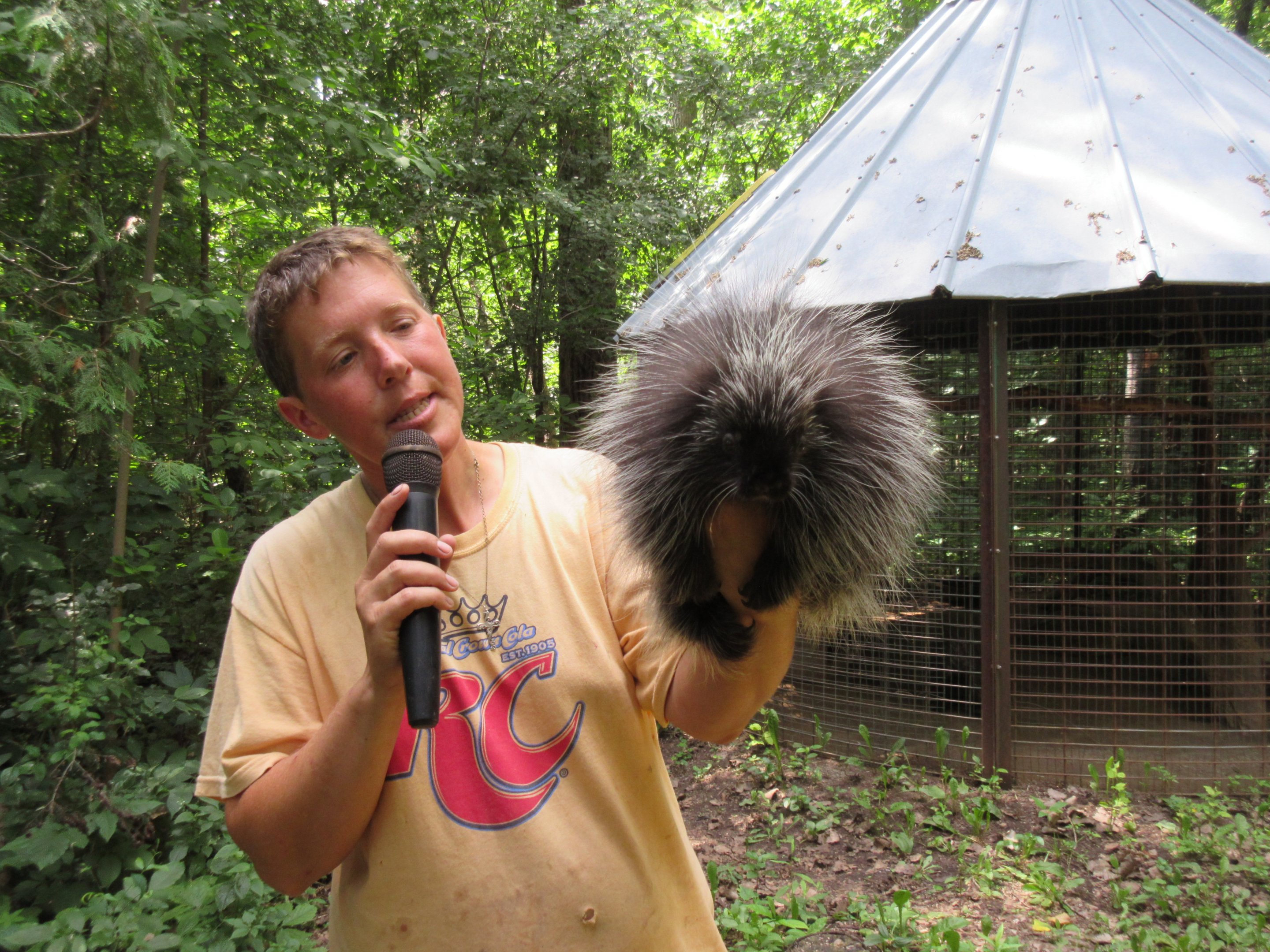 North American Porcupine