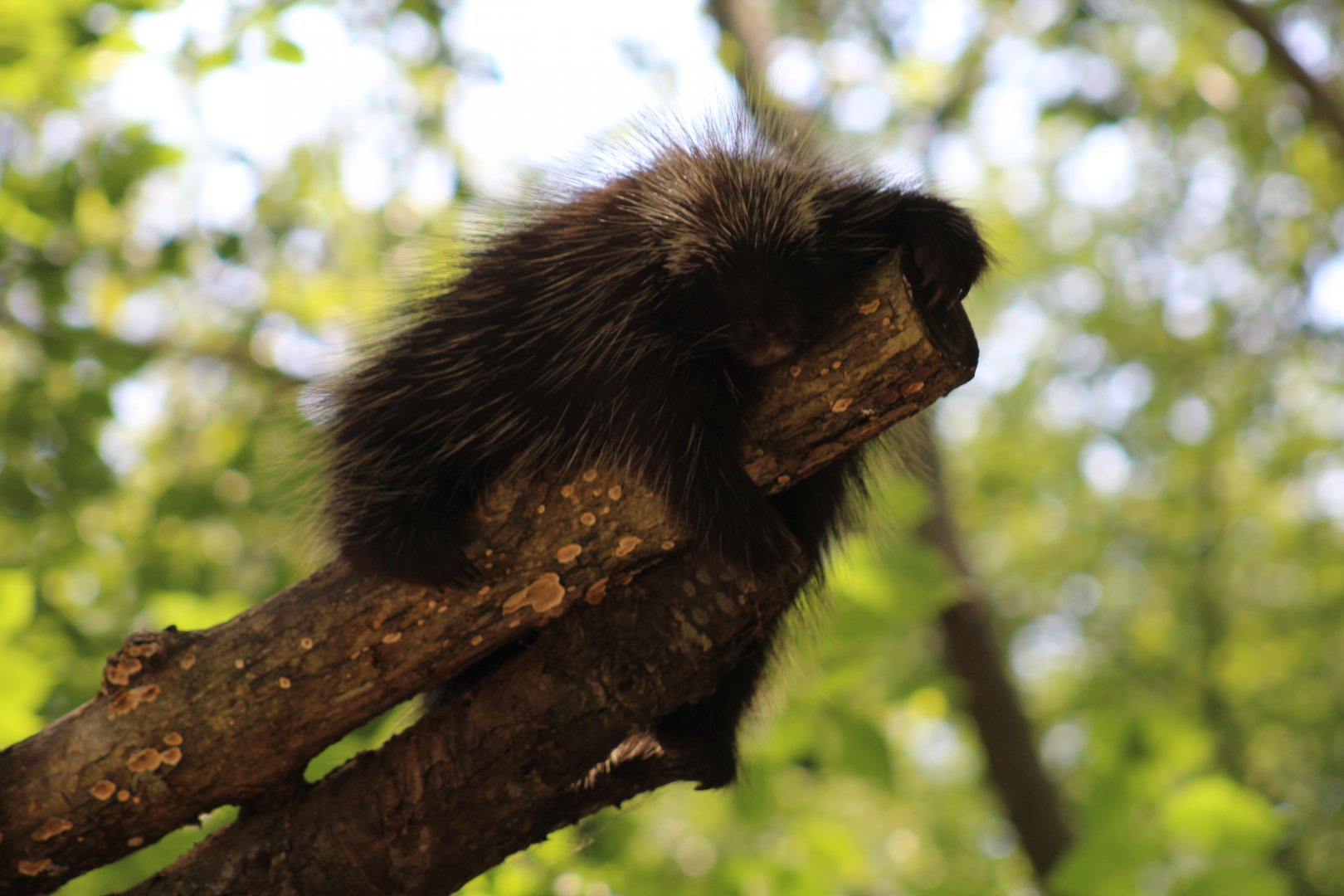 North American Porcupine