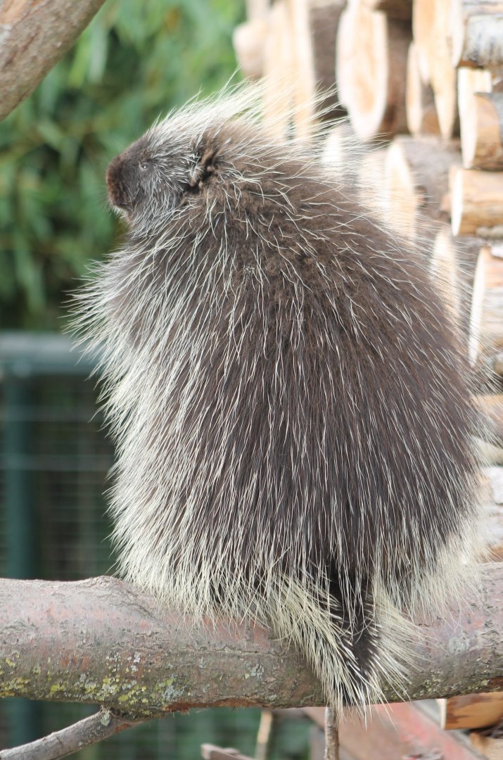North American porcupine