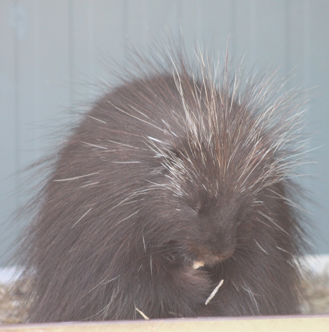 North American porcupine