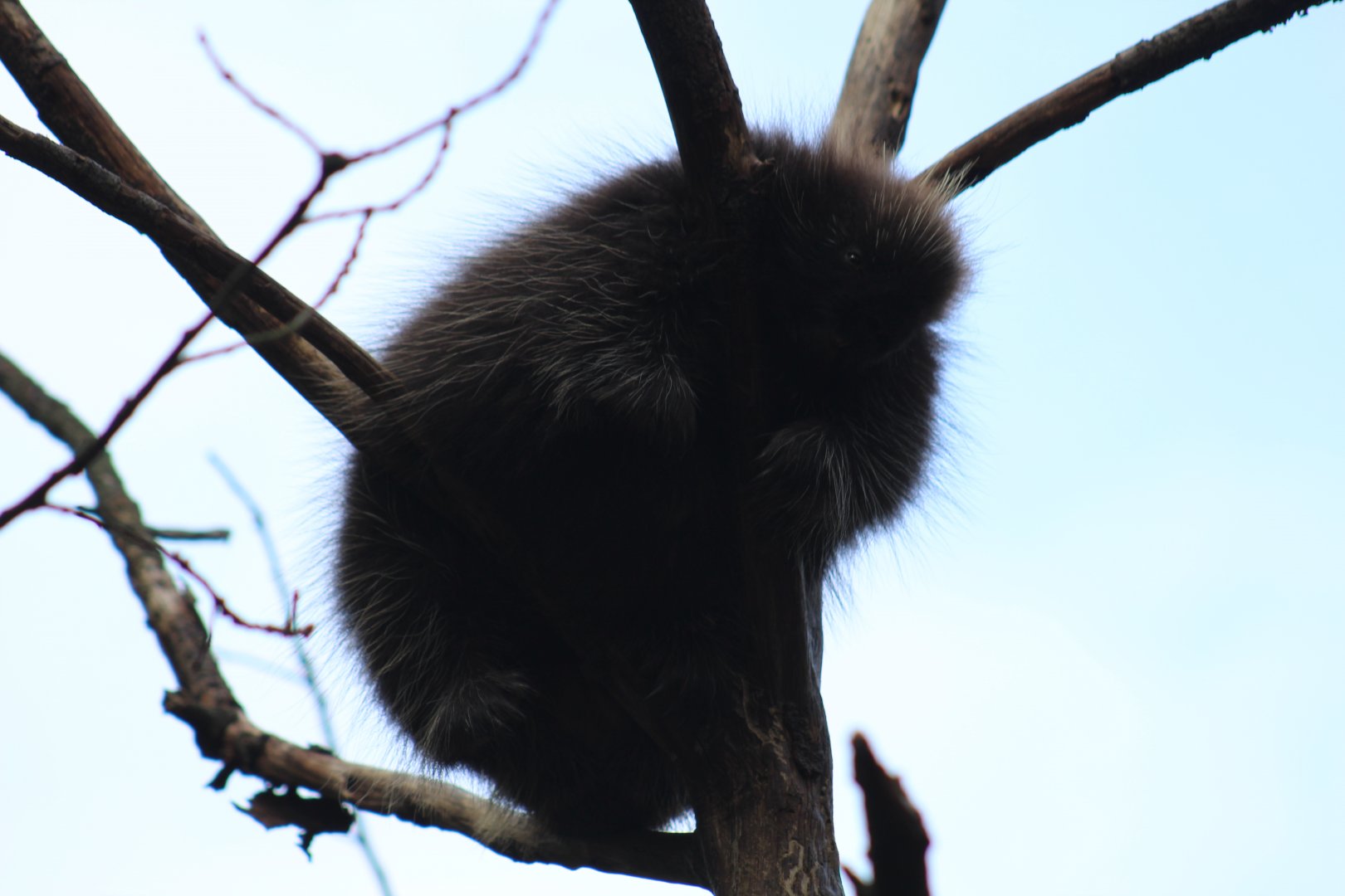 North American Porcupine