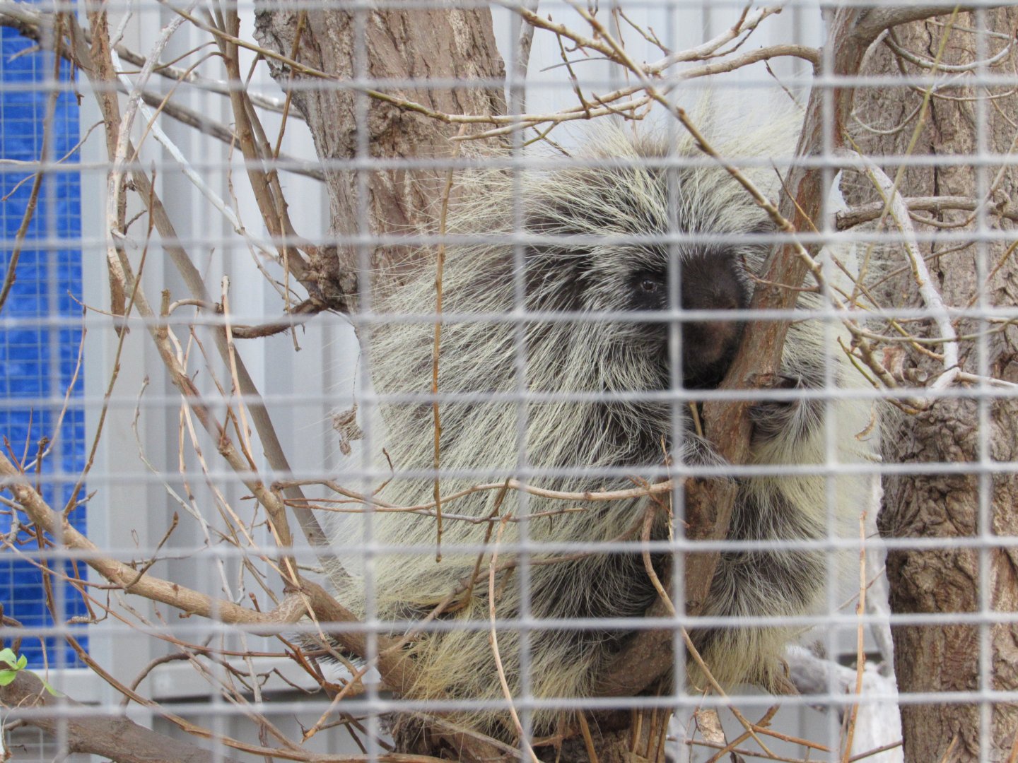 North American Porcupine