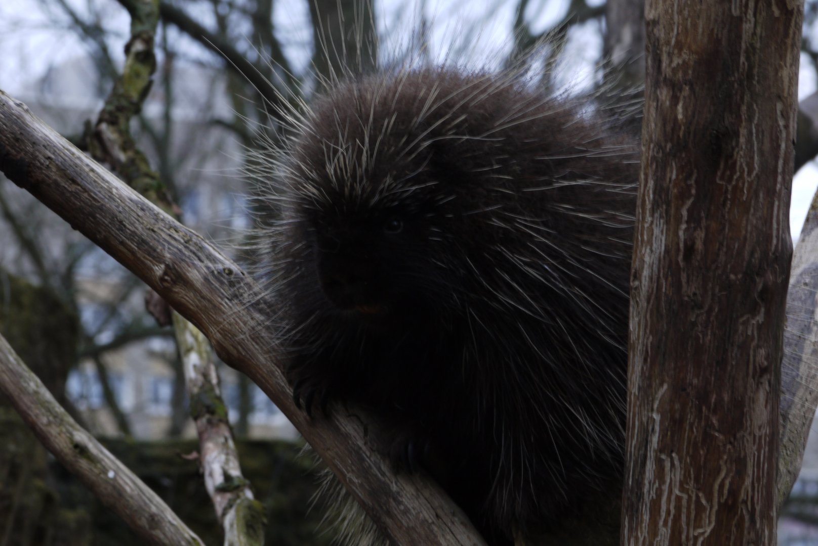North American Porcupine