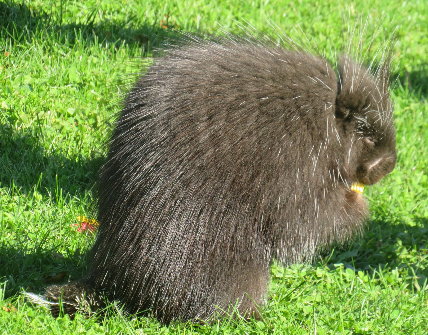 North American porcupine