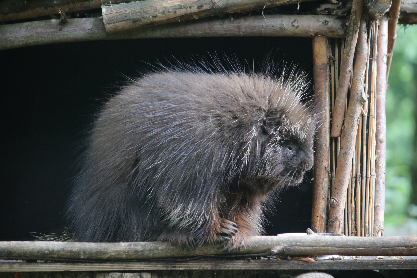 North American porcupine