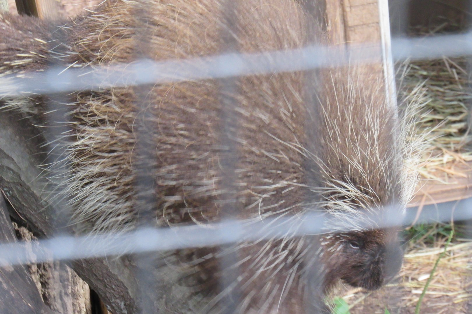 North American porcupine