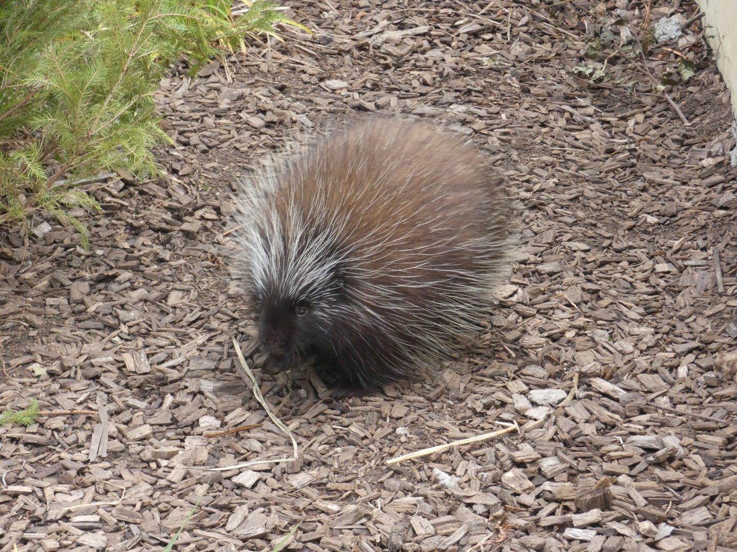 North American Porcupine