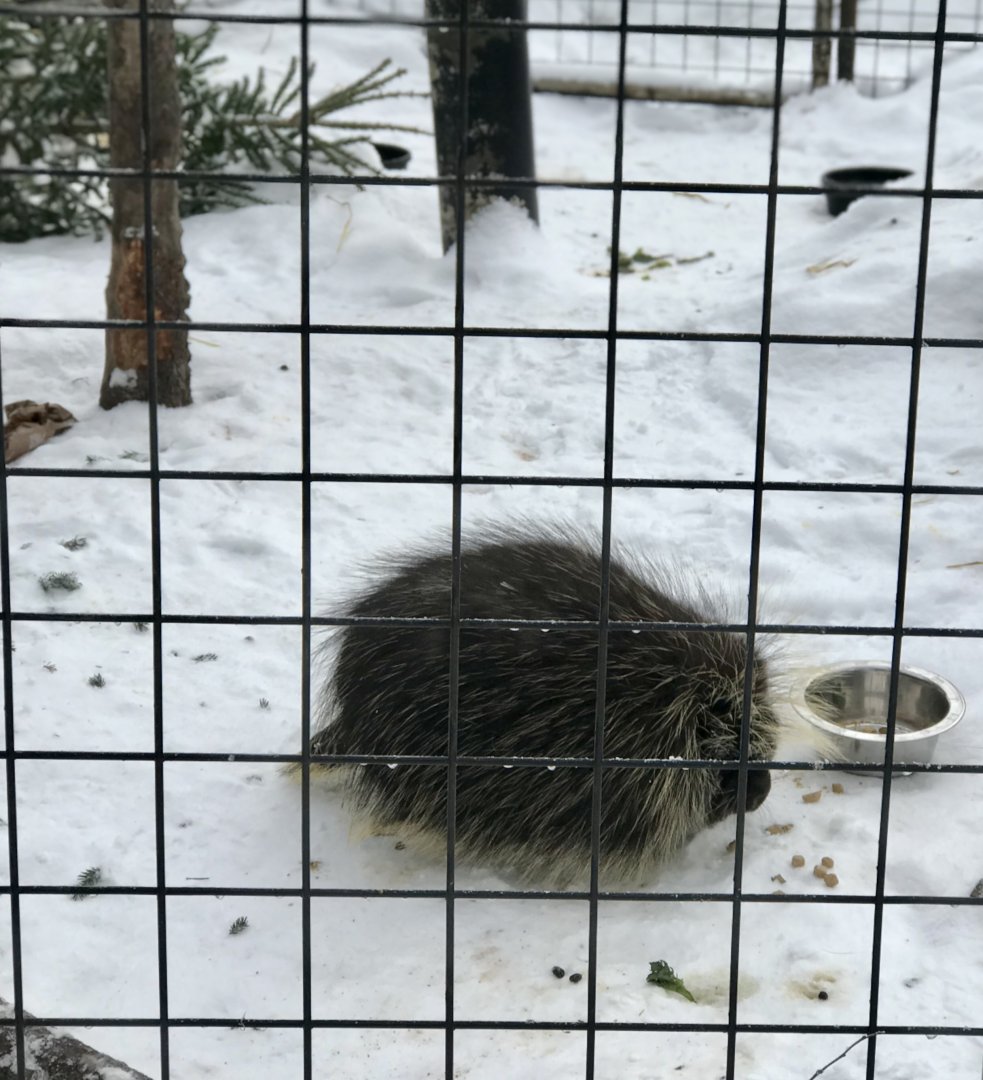 North American Porcupine