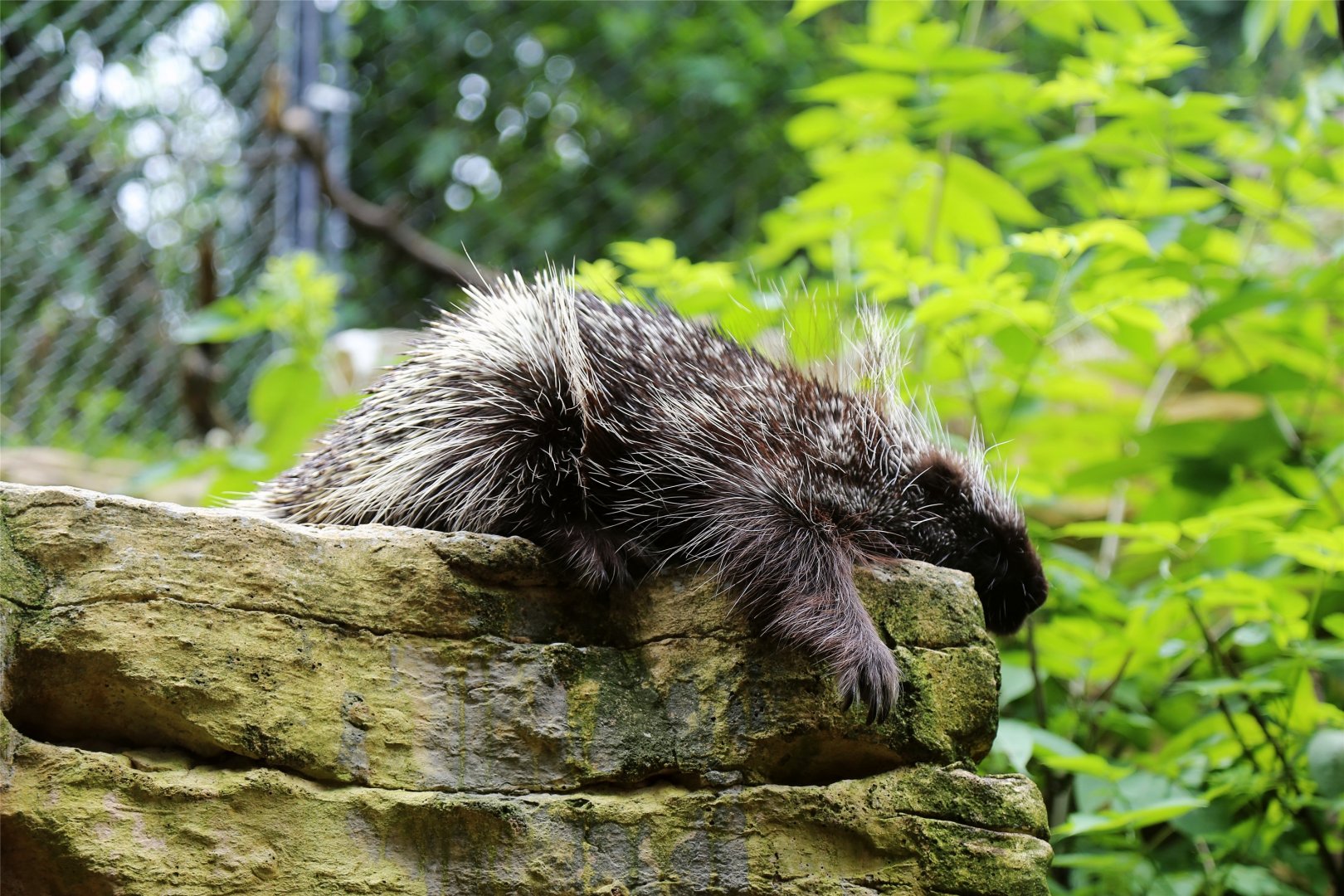 North American Porcupine