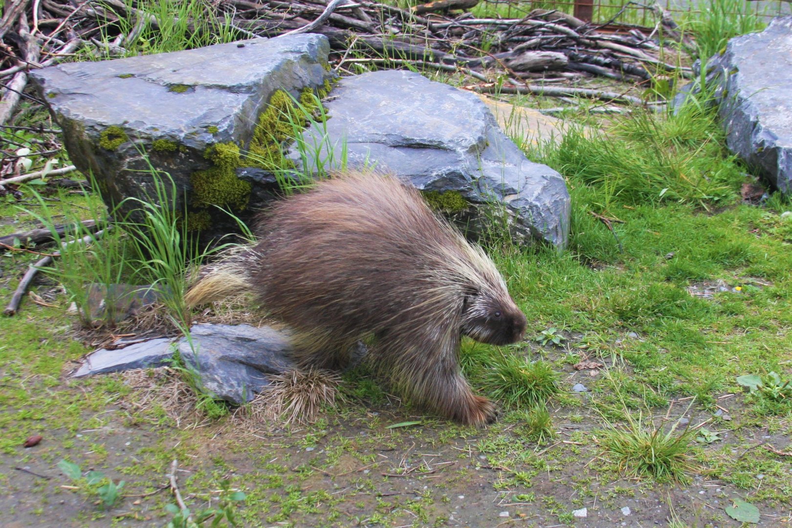 North American Porcupine