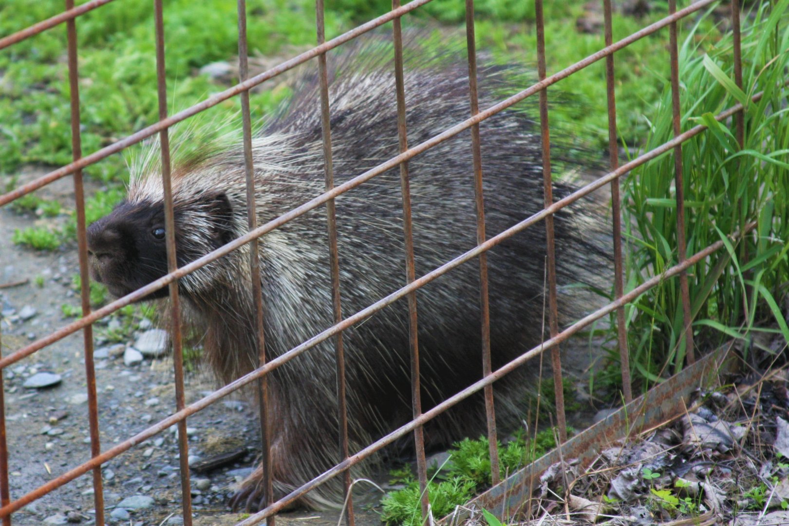 North American Porcupine