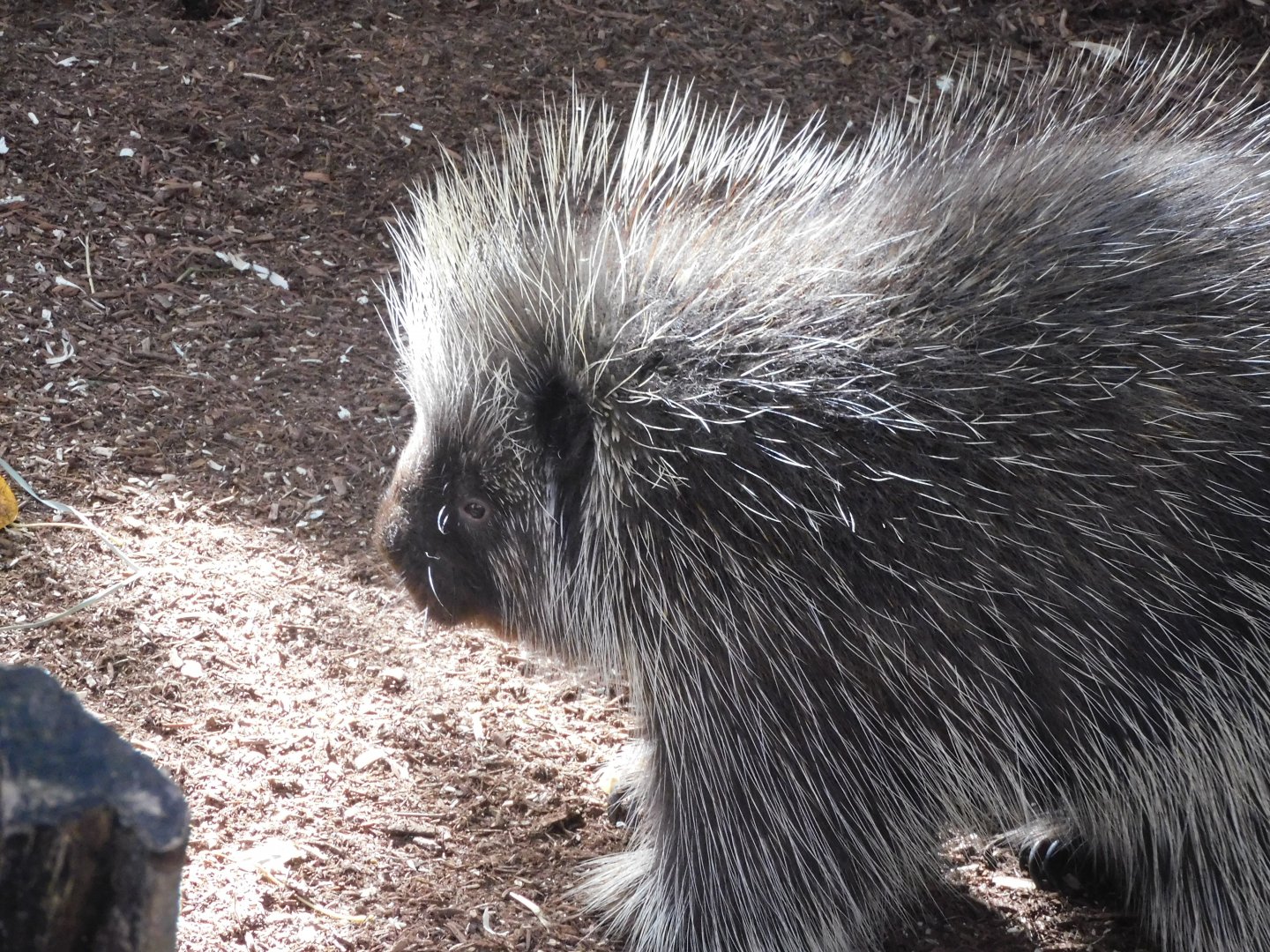 North American porcupine