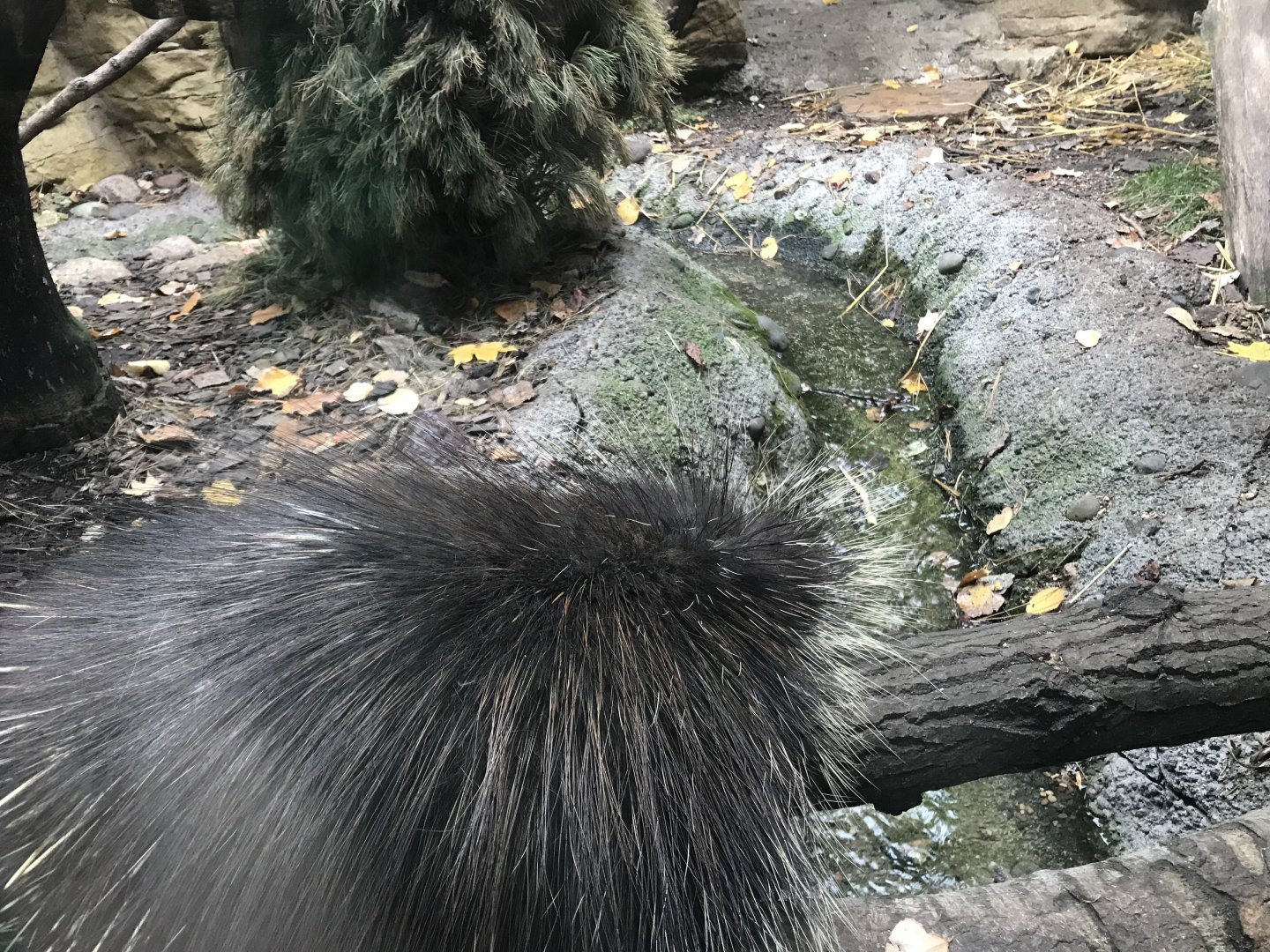North American Porcupine
