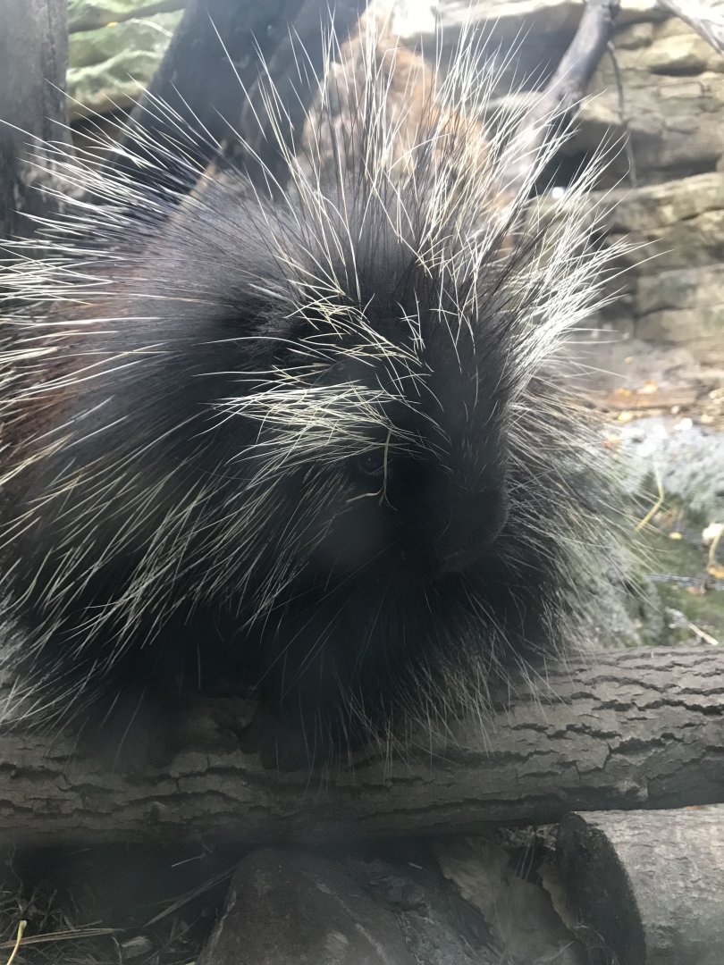 North American Porcupine