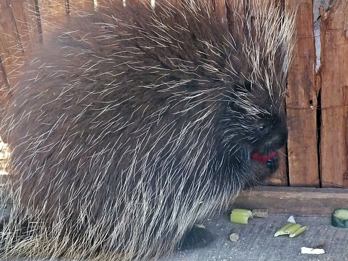North American porcupine