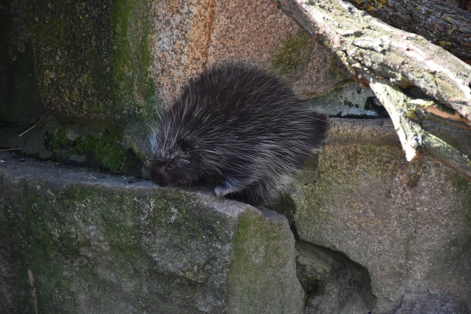 North American porcupine