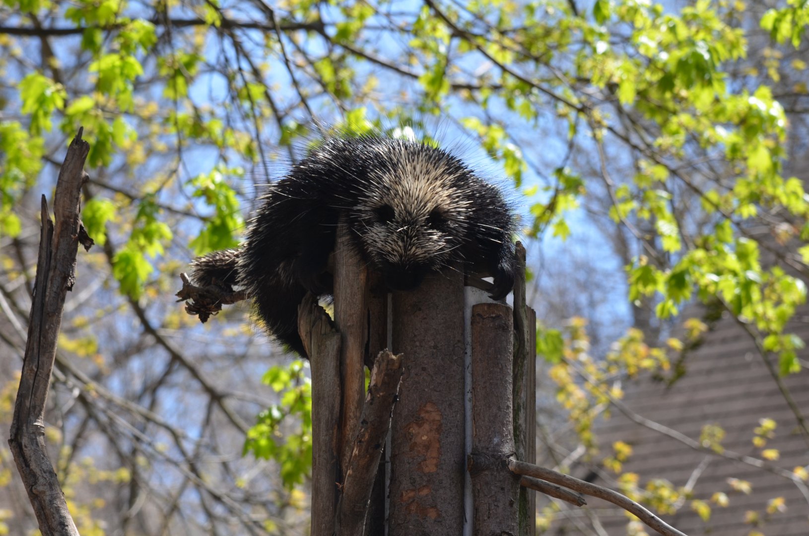 North American Porcupine