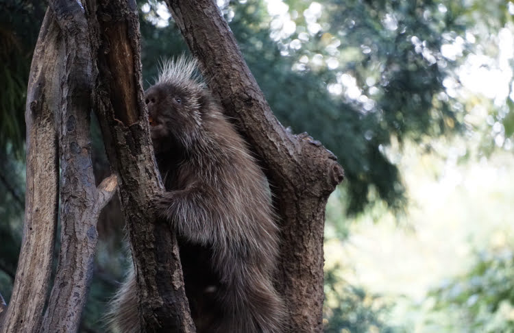 North American porcupine