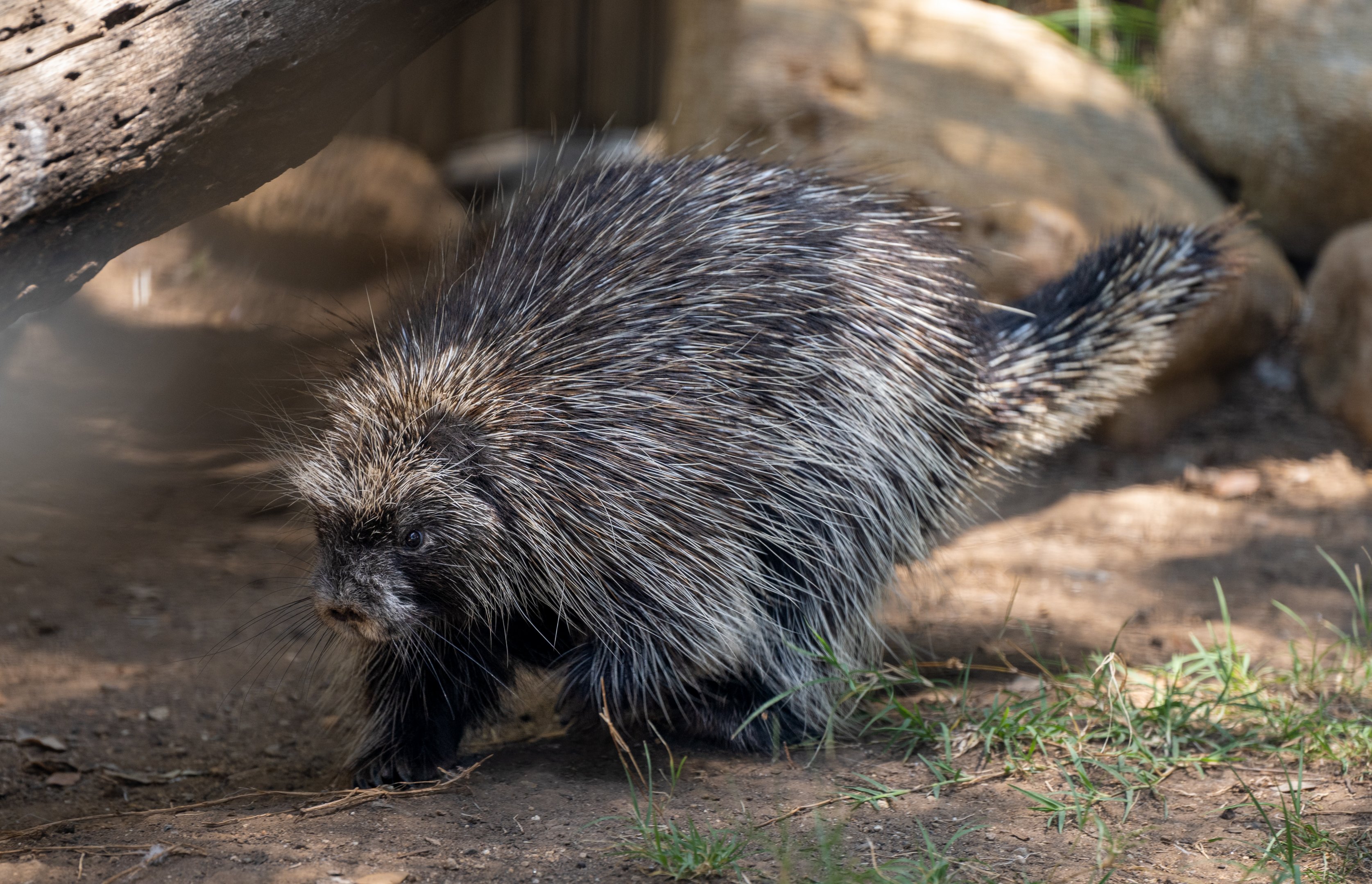 North American Porcupine