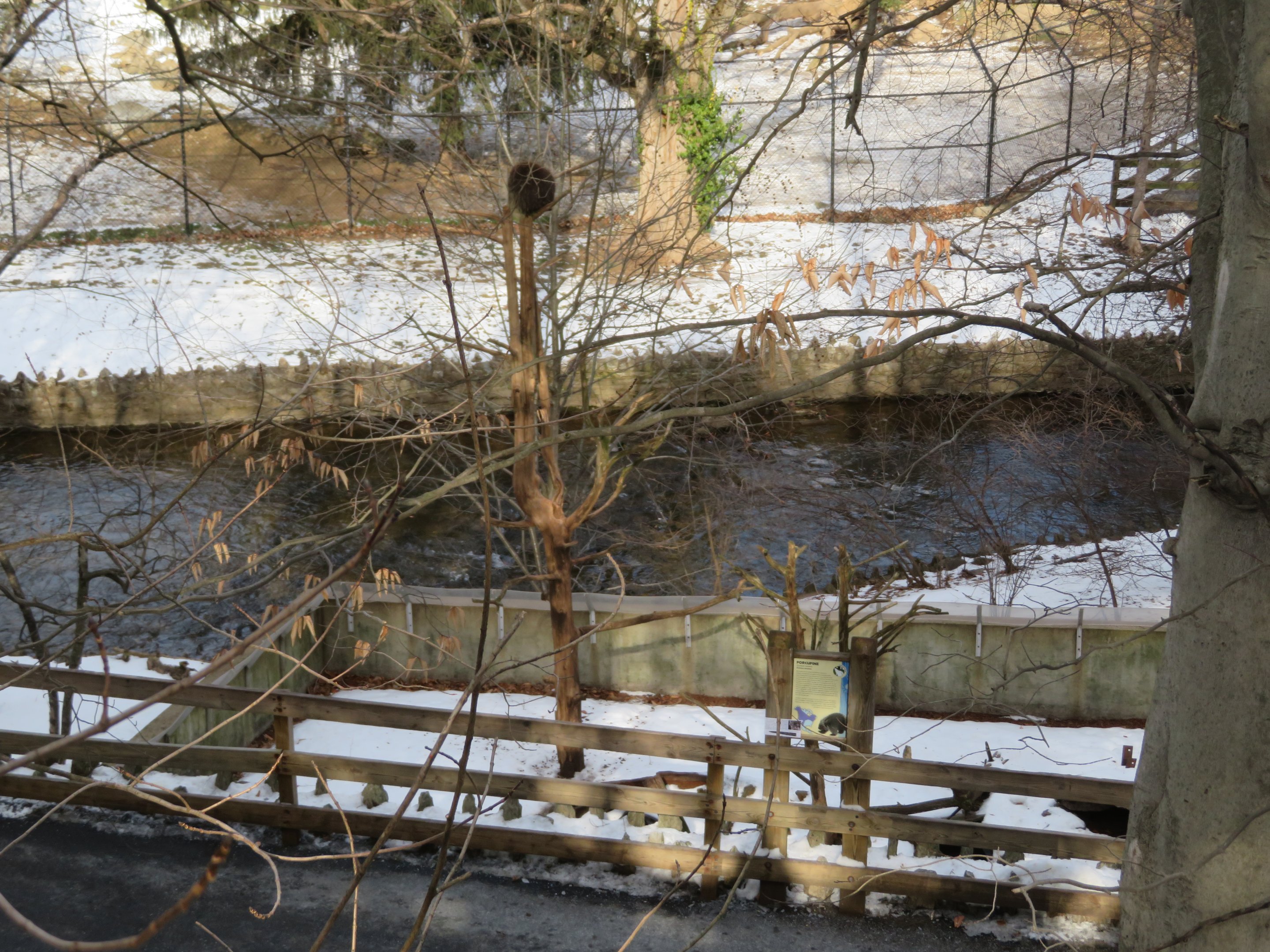 North American Porcupine