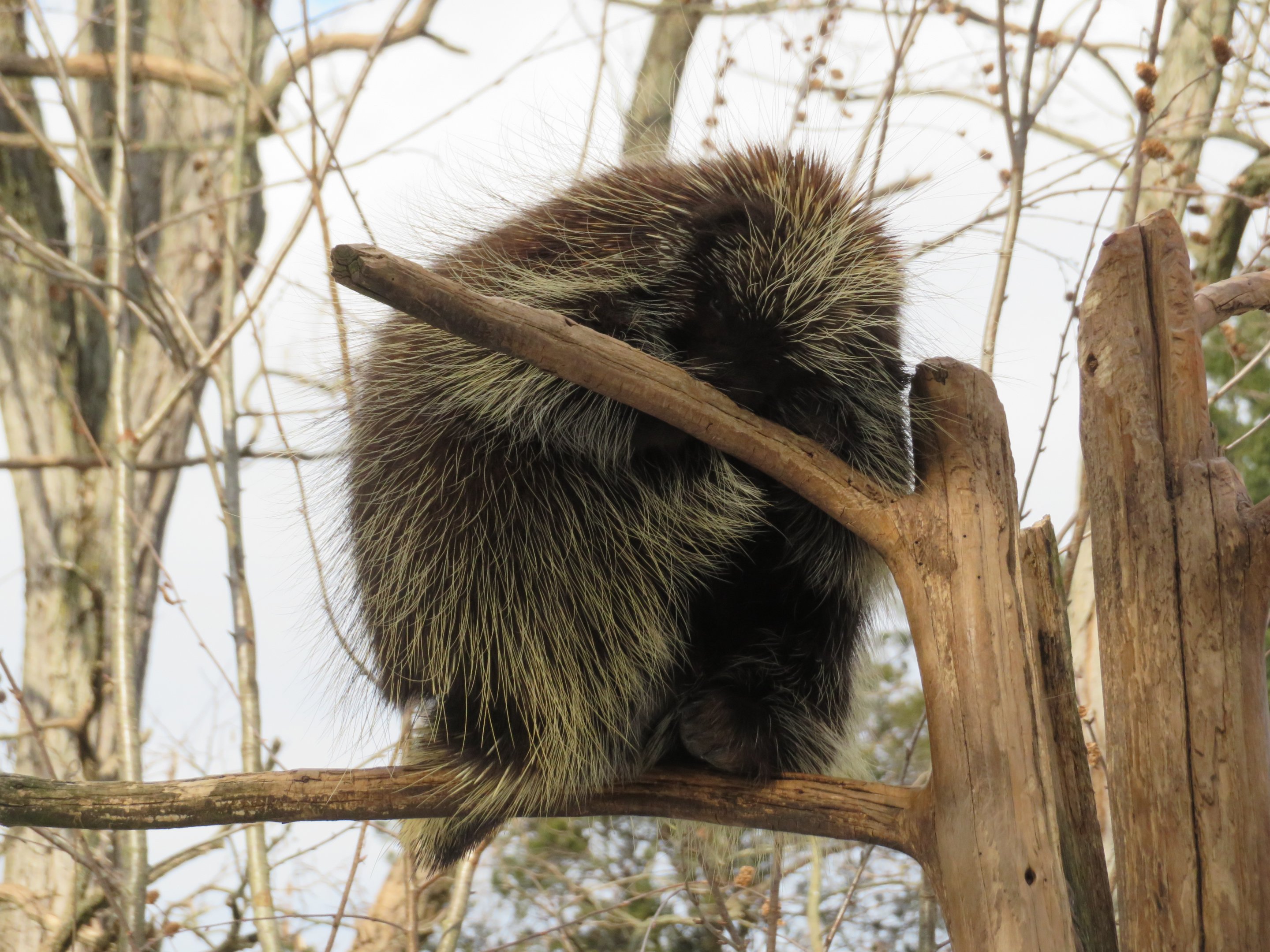 North American Porcupine