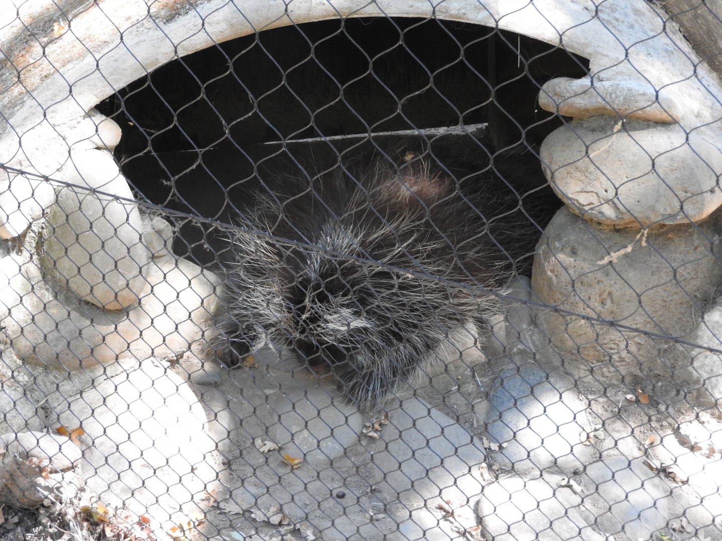North American Porcupine