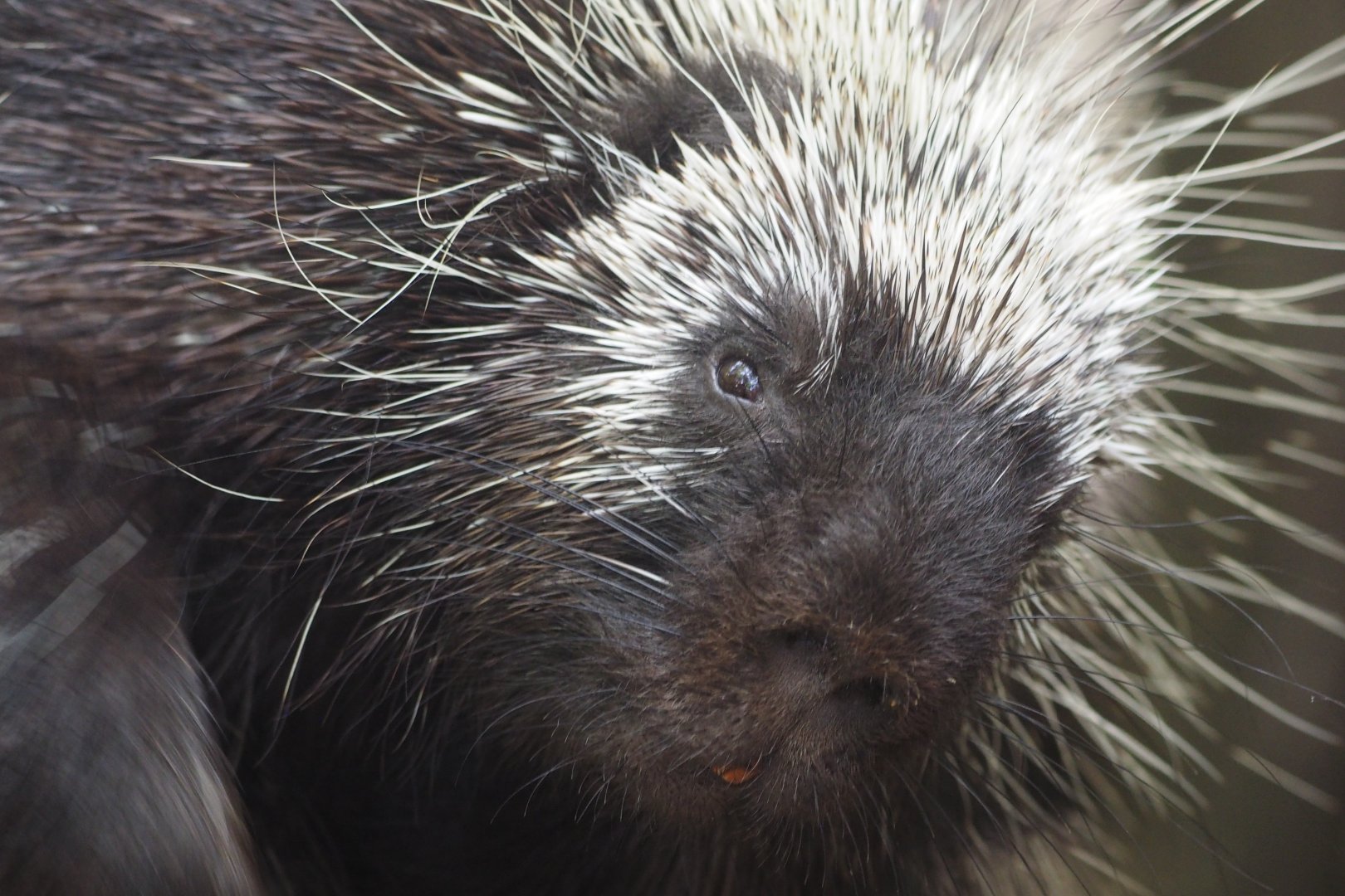 North American porcupine