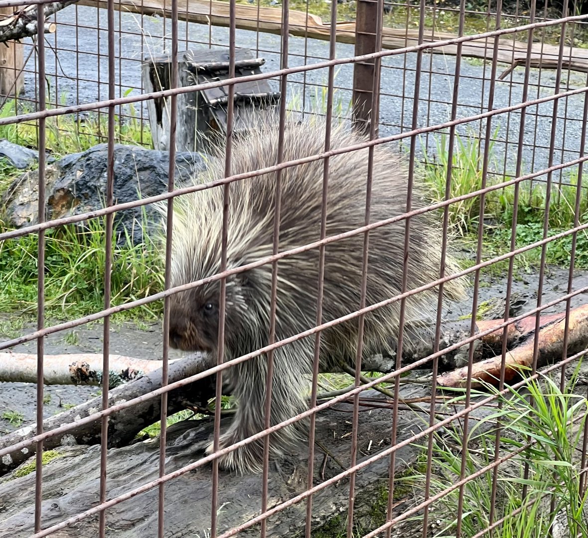 North American Porcupine