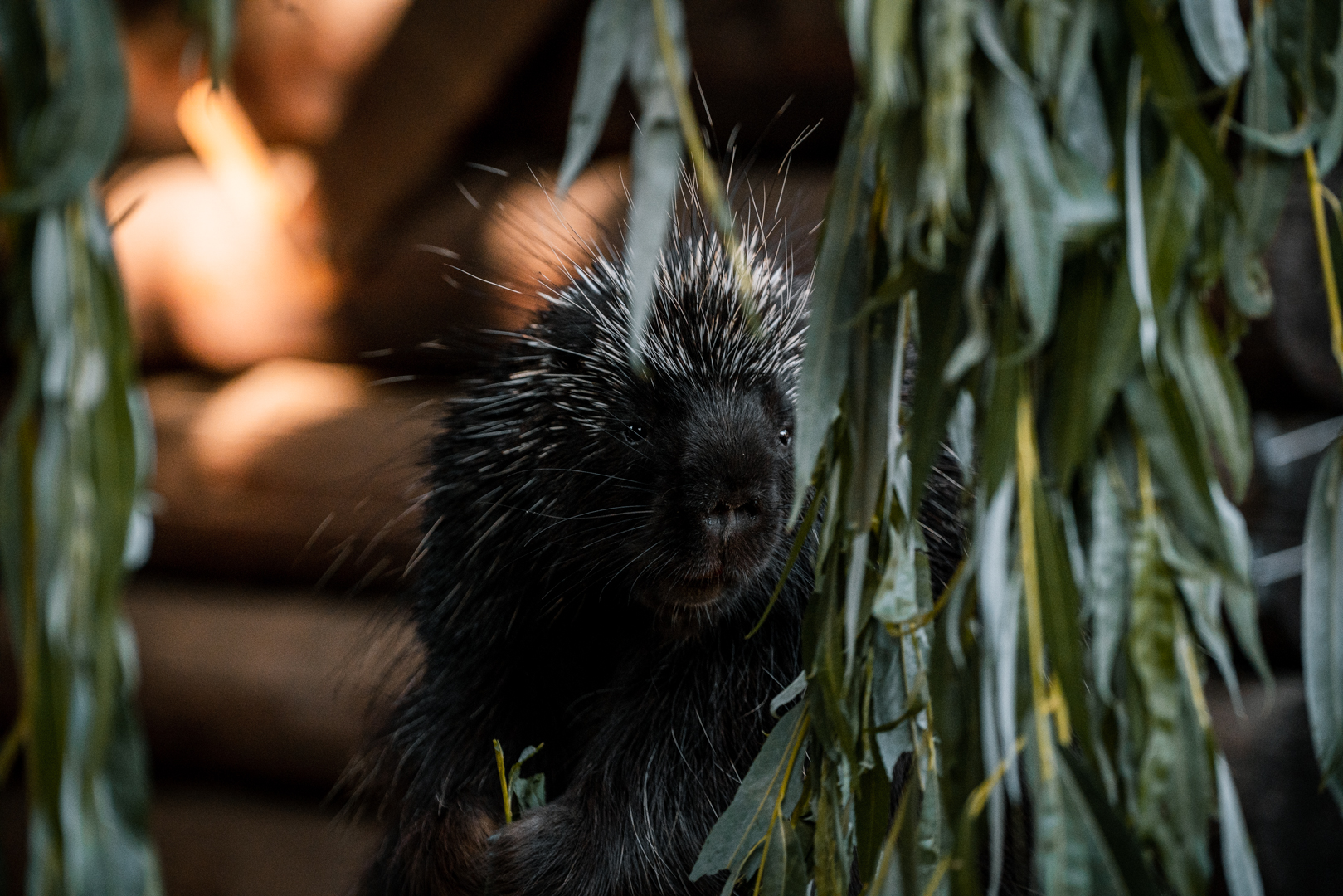 North American Porcupine