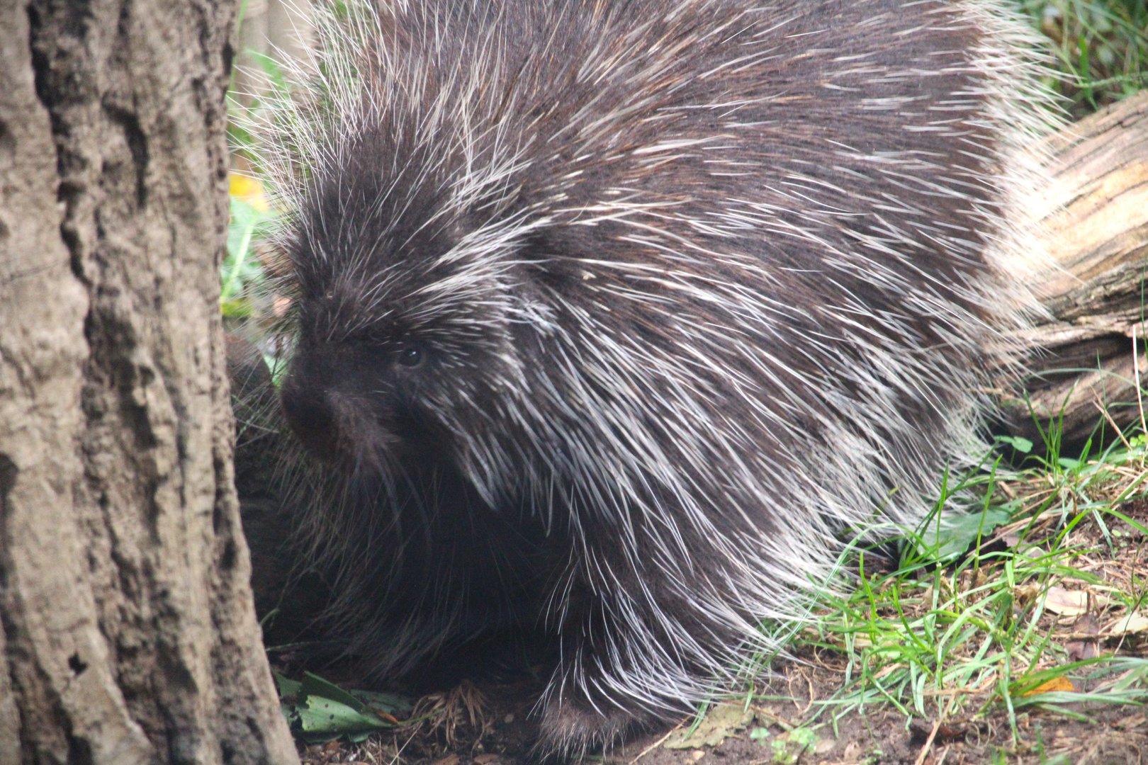 North American Porcupine