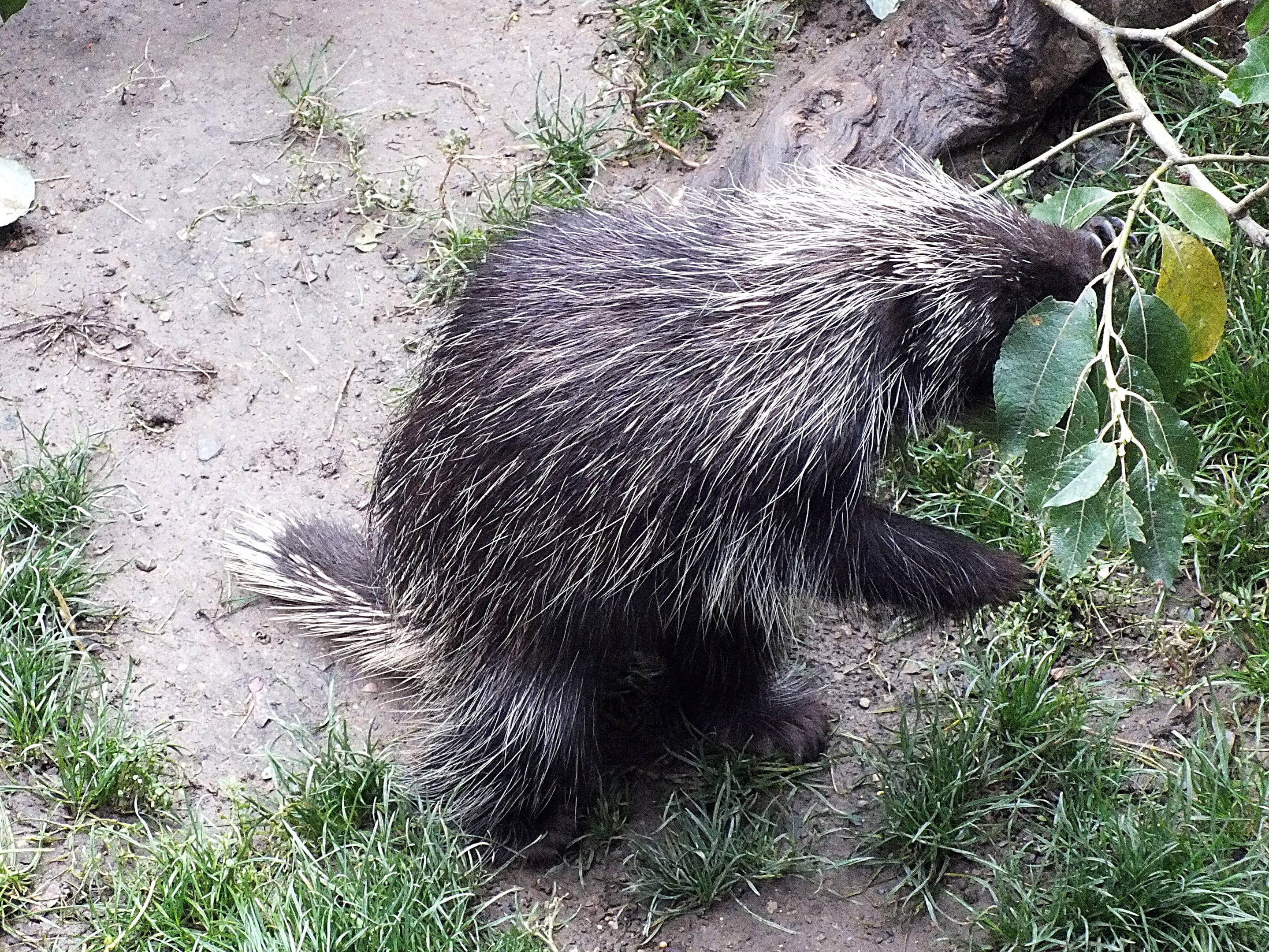 North American porcupine