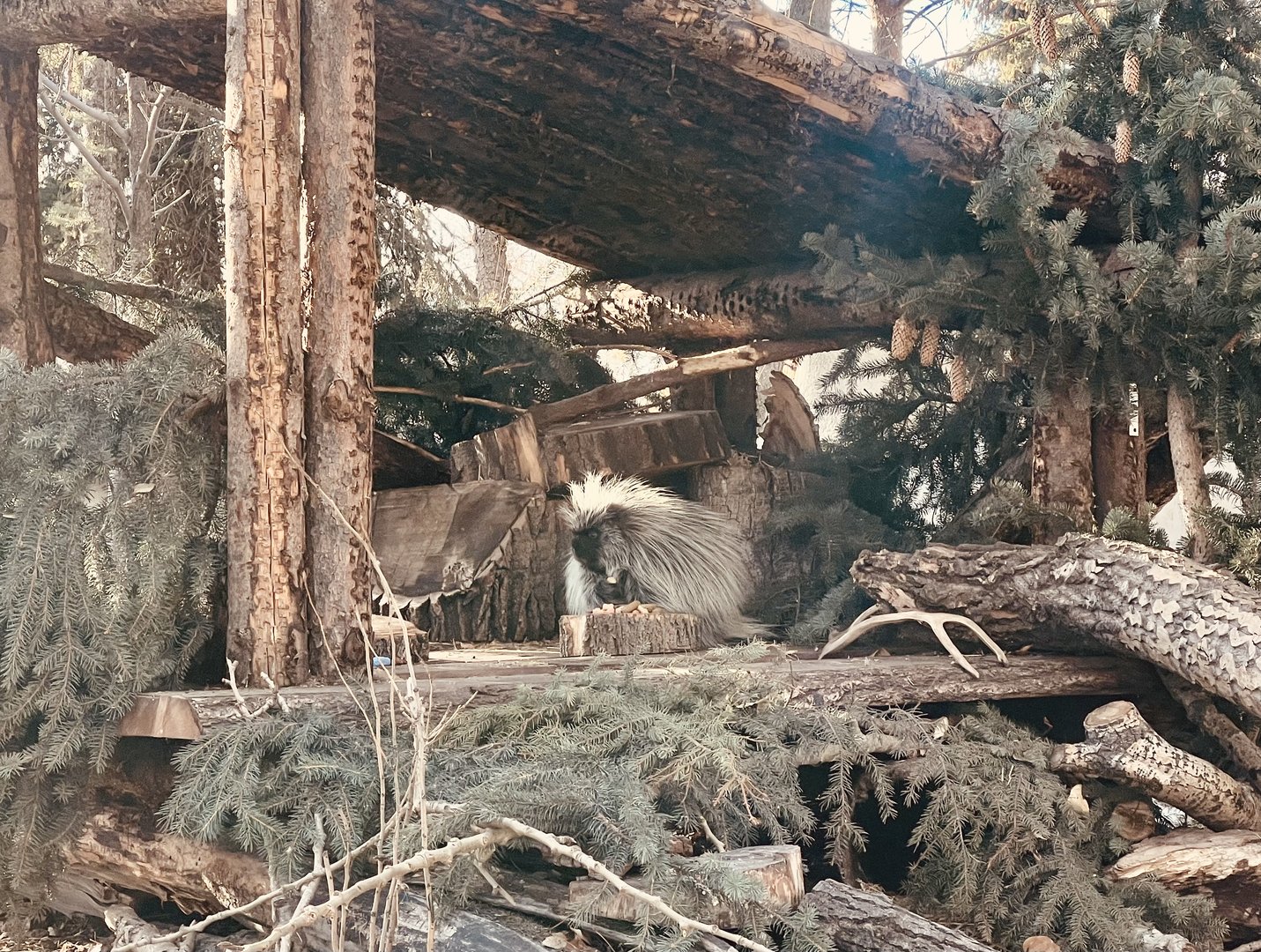 North American Porcupine