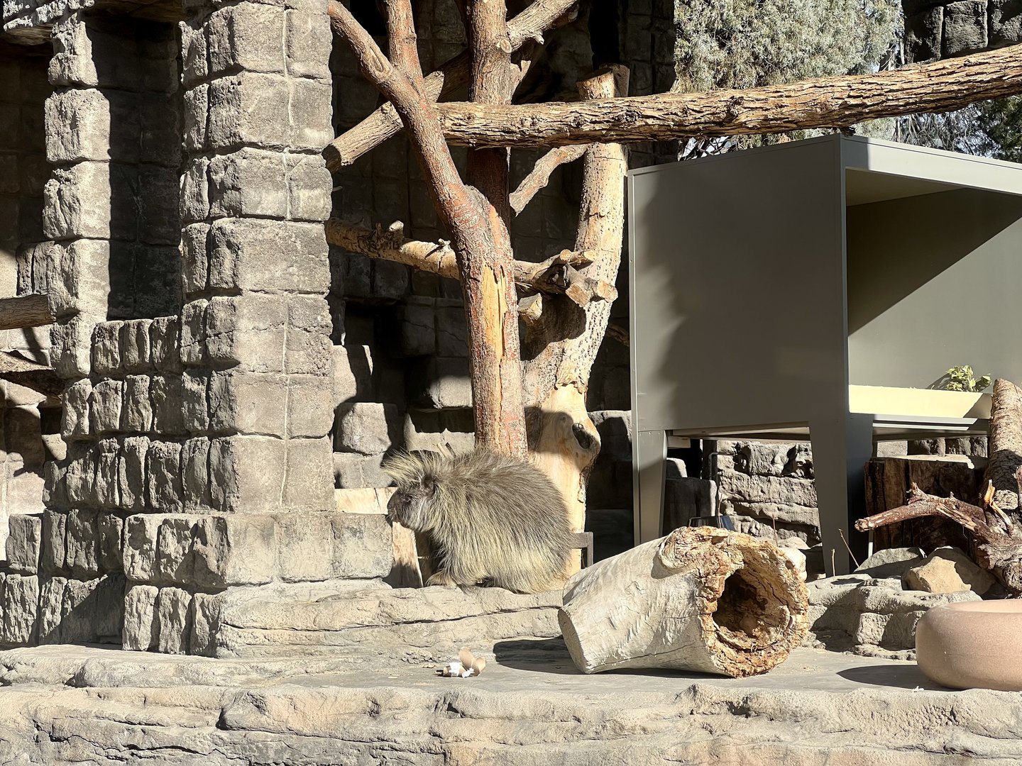 North American Porcupine