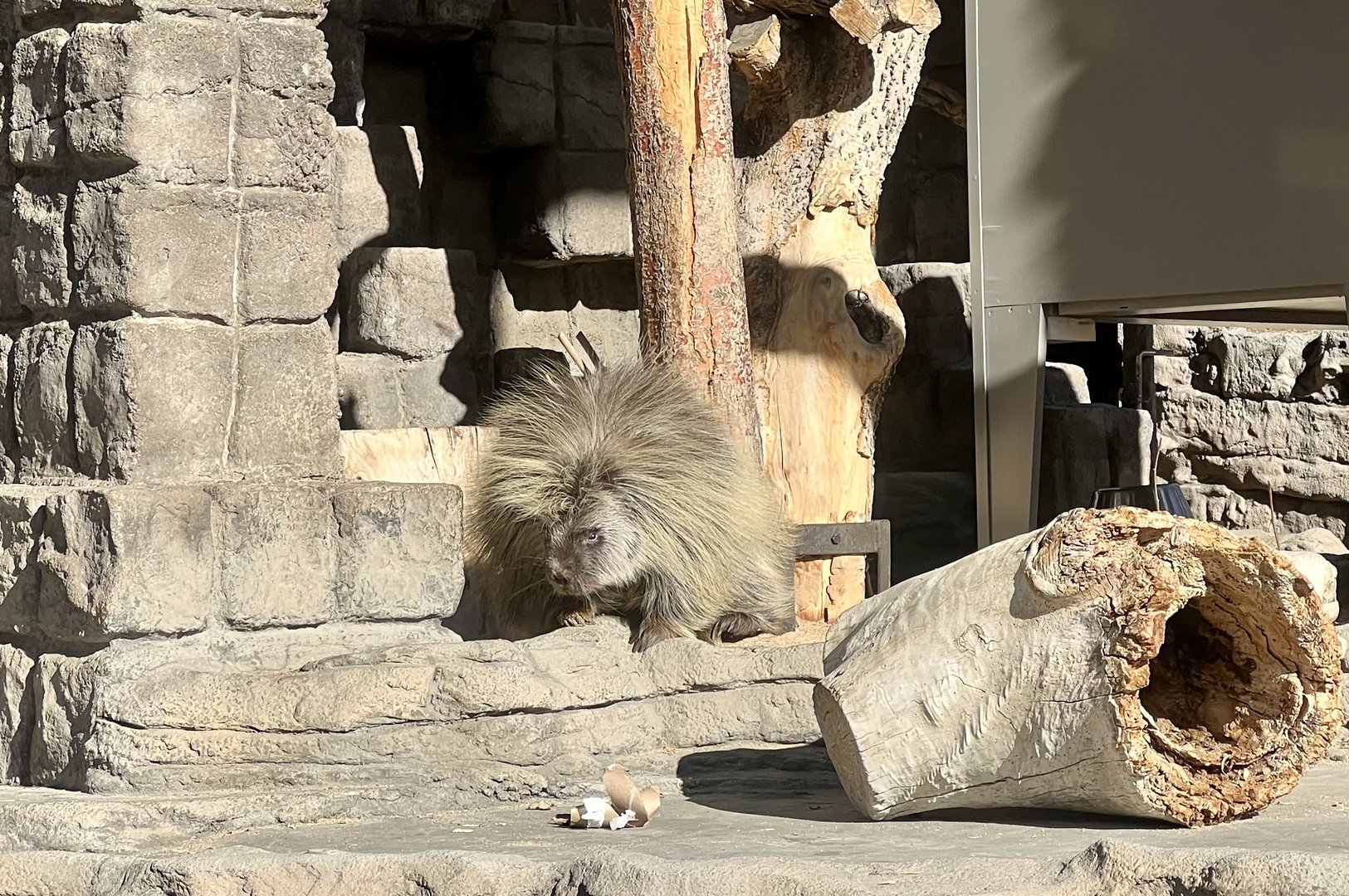 North American Porcupine