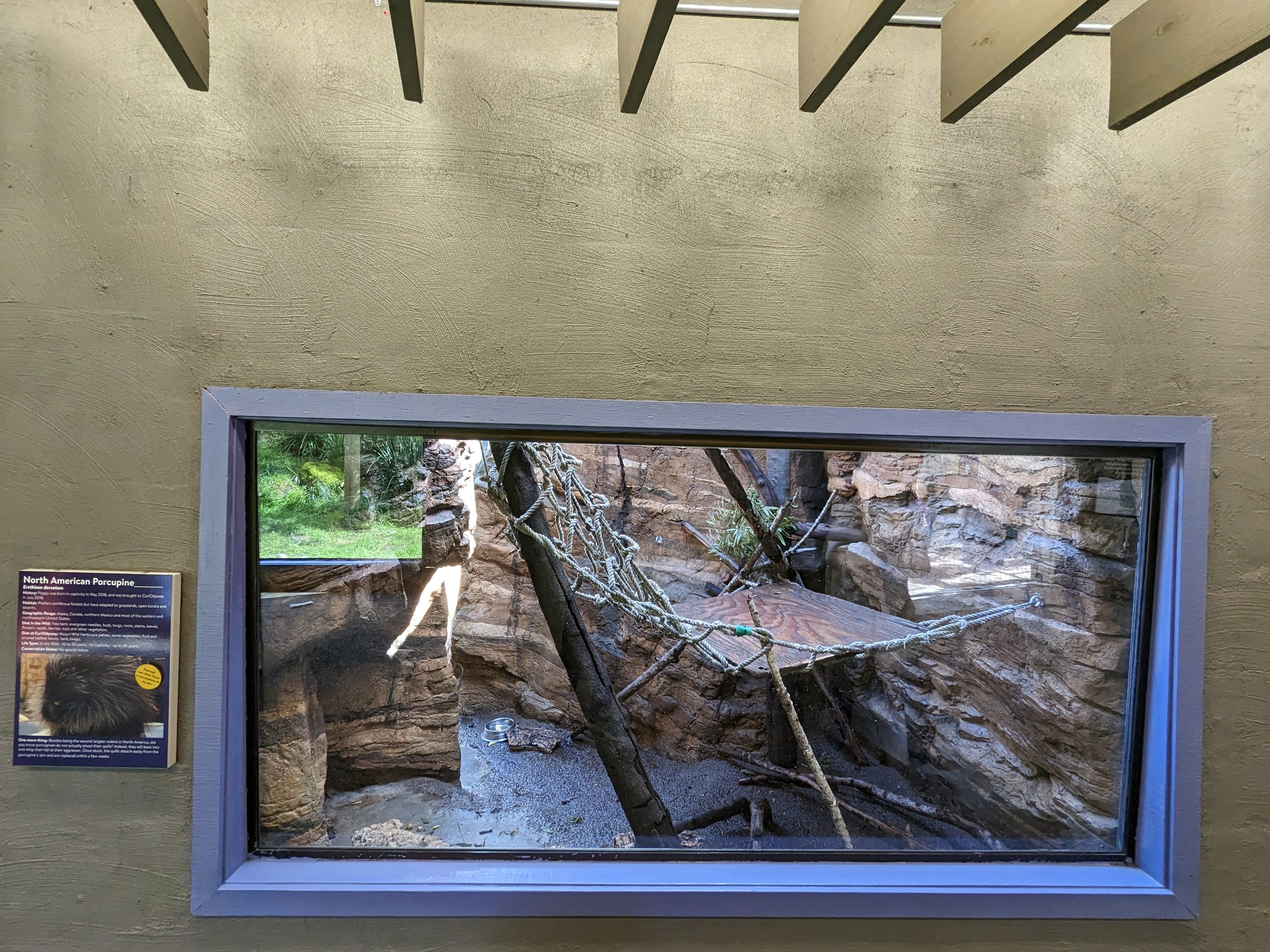 North American Porcupine