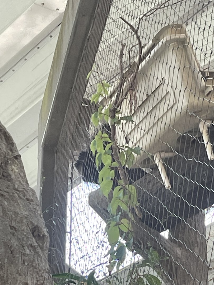 North American Porcupine