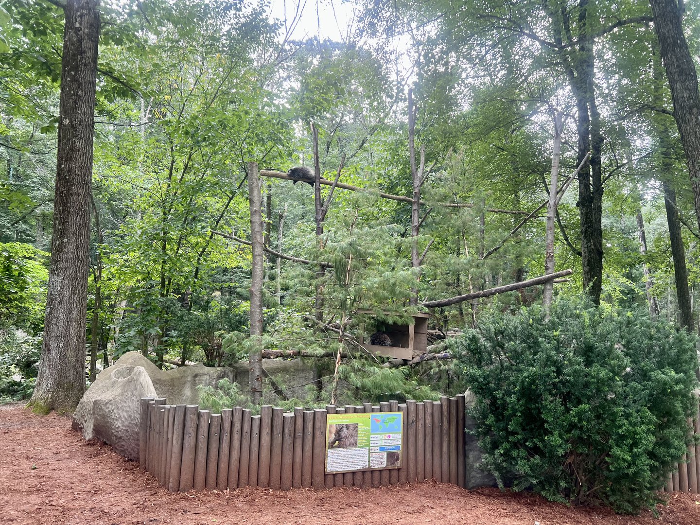 North American Porcupine