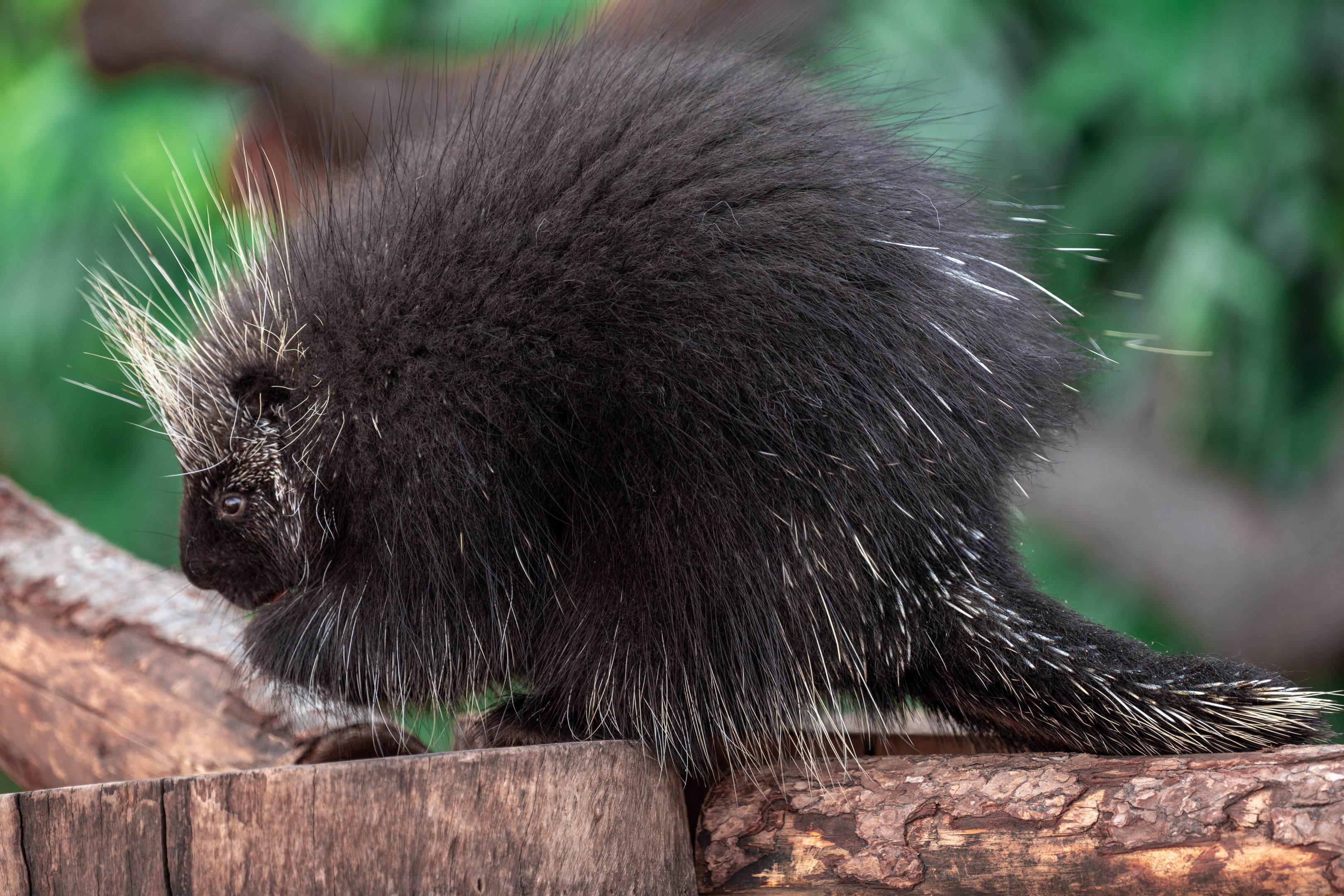 North American Porcupine