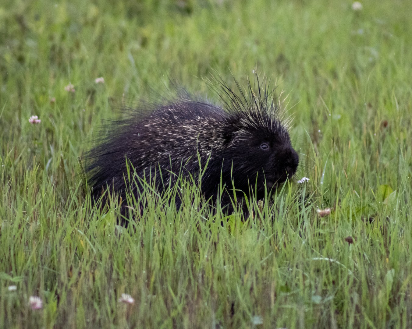 North American Porcupine