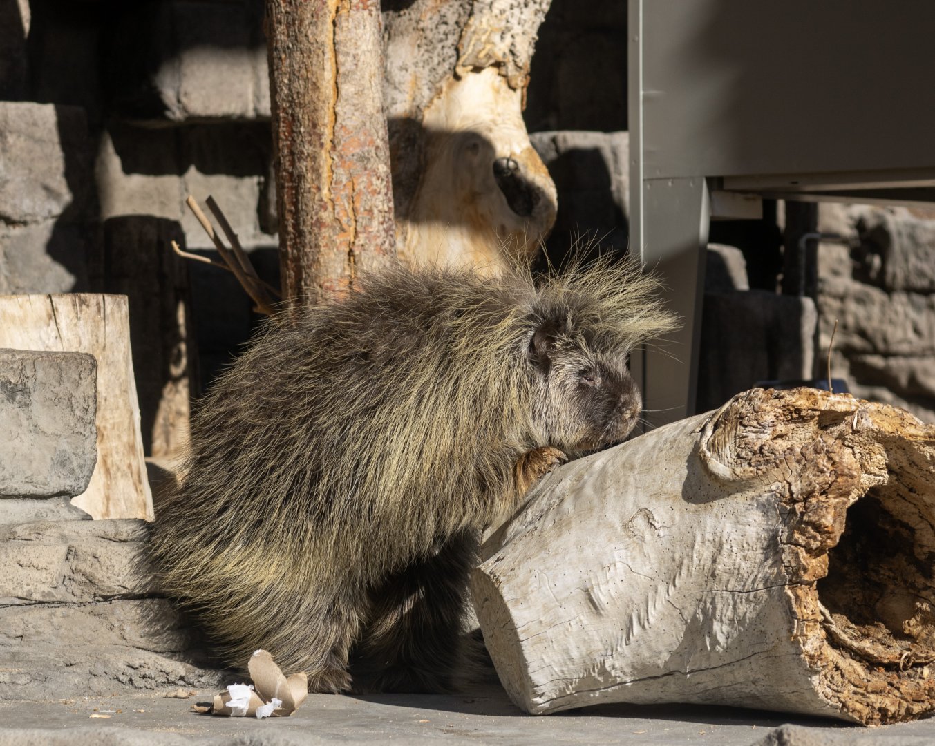 North American Porcupine