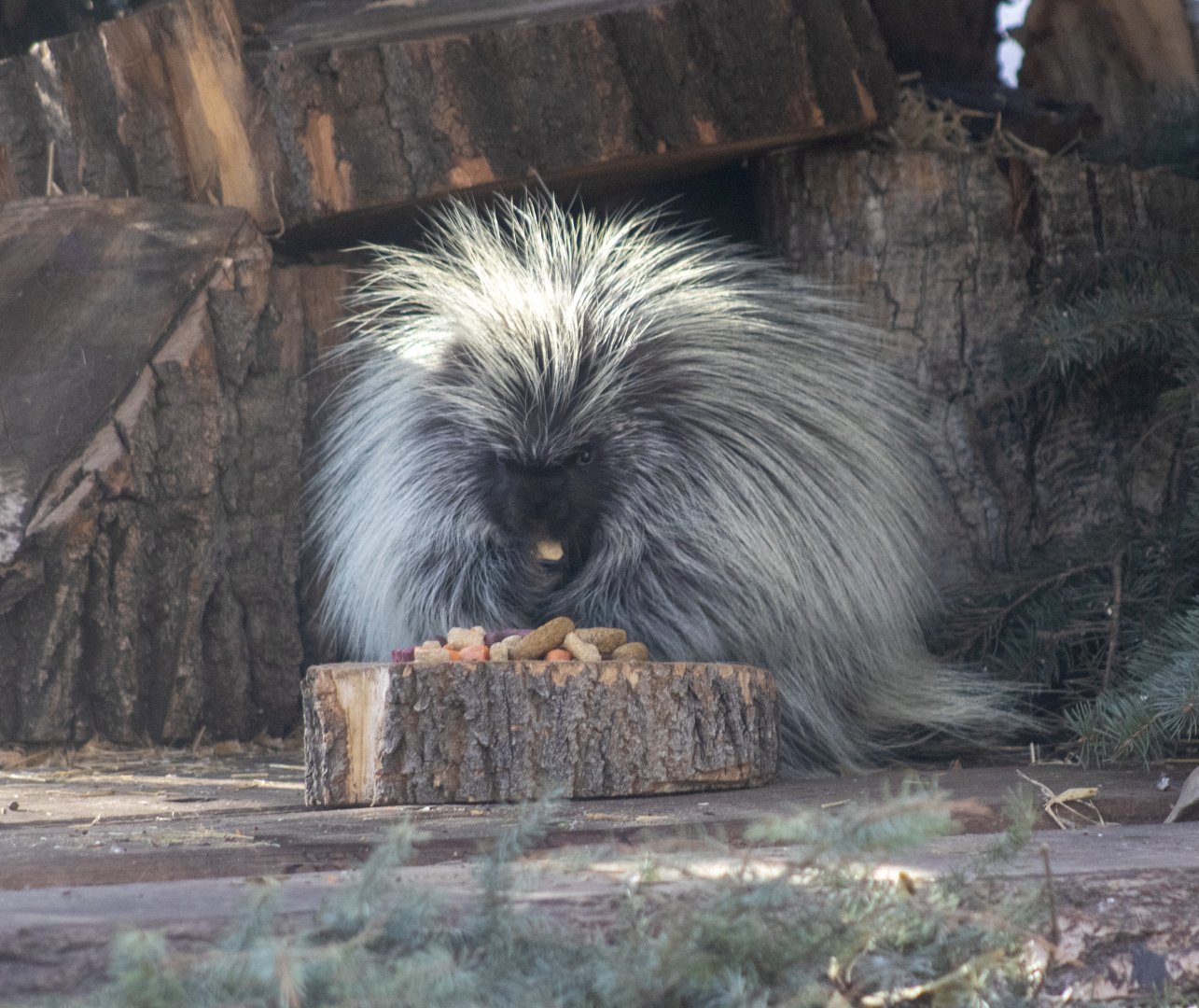 North American Porcupine