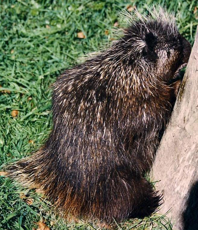 NORTH AMERICAN PORCUPINE